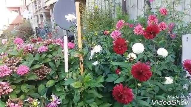 Георгины ..цветы моего брата и его жены... смотреть онлайн