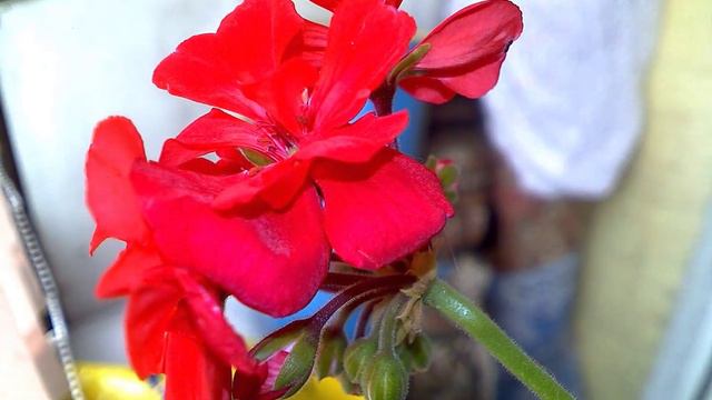 Пеларгония (таймлапс) - Pelargōnium flower timelapse смотреть онлайн