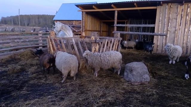 Козы овцы. Бараны ухажёры. смотреть онлайн