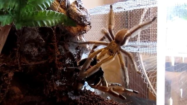 Psalmopoeus cambridgei спаривание. смотреть онлайн
