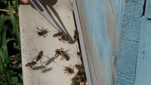 Разведение среднерусской породы пчел как бизнес идея | Среднерусская порода пчел смотреть онлайн