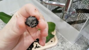 Белые яйца в грунте у орхидеи. Белые шарики в грунте у орхидеи. Грибница в грунте у орхидеи.