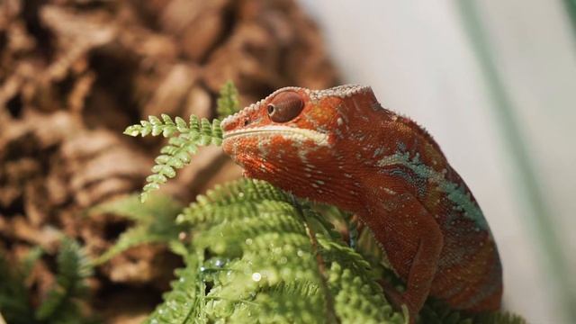 Корма и добавки для животных. смотреть онлайн