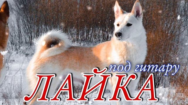 ЛАЙКА (под гитару) смотреть онлайн