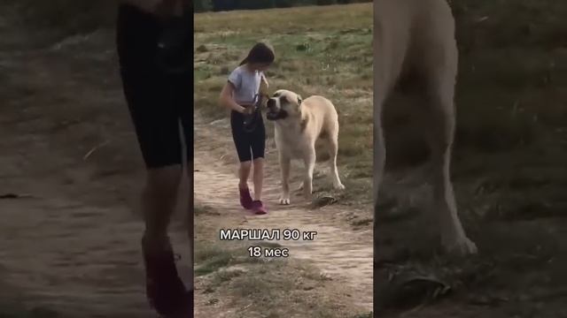 ЧТО НАДО ЗНАТЬ О АЛАБАЕ смотреть онлайн