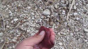 Лучшая насадка на голавля. Куриная печень