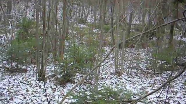 европейский олень 1 смотреть онлайн