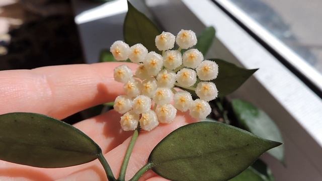 Хойя Лакуноза / Hoya lacunosa: ароматное цветение смотреть онлайн