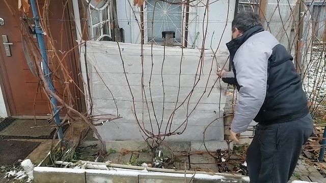 Обрезка старого куста винограда 2022г. смотреть онлайн