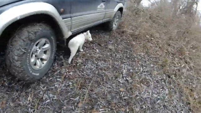 По грибы...Mitsubishi Pajero 2 and 4 vs Nissan Patrol все на заднем приводе))) смотреть онлайн