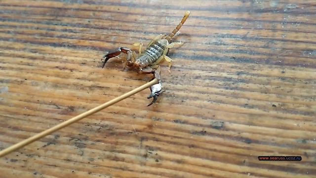 Крымский скорпион сражается с соломинкой. The Crimean scorpion is fighting with a straw. смотреть онлайн