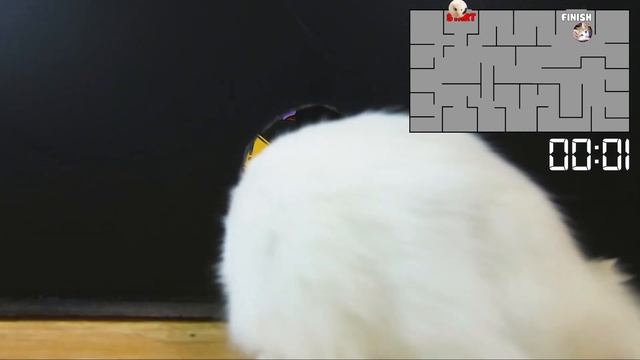 Hamster Obstacle Course Maze Traps Race To Rescue Cat in Hunger Game Maze смотреть онлайн