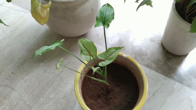 Syngonium - the very low maintenence plant || best indoor plant смотреть онлайн