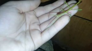 Новый дом для палочников ! Содержание и уход за анамскими палочниками