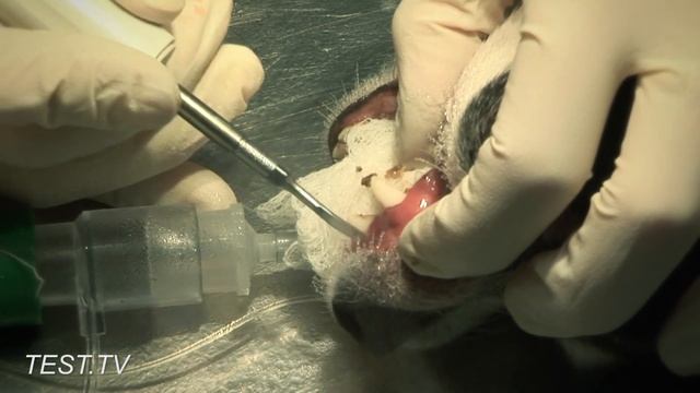 До щенячьей белизны. Чистим зубы ультразвуком смотреть онлайн