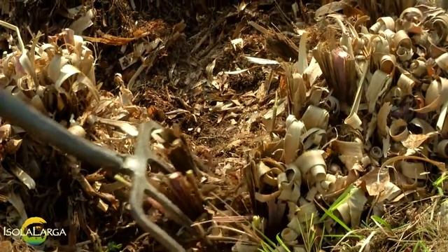 Cortaderia selloana propagazione смотреть онлайн