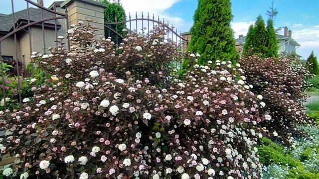 Пузыреплодник — мой самый эффектный кустарник смотреть онлайн