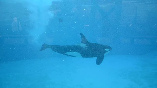 Касатки в аквариуме 1 смотреть онлайн