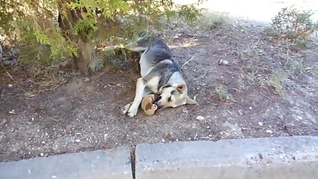 Лада-самая агрессивная собака во дворе ))) смотреть онлайн