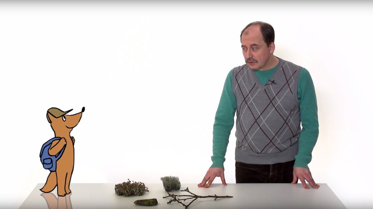 39. Лишайники. Часть 1 смотреть онлайн