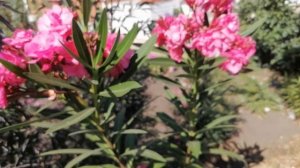 Мой олеандр летом растет в саду