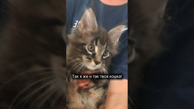 знакомьтесь, это Тася😻 || #котёнок #милота