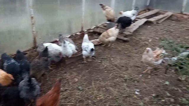Решили убрать малину насовсем. Новое место жительства.