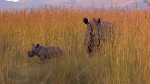 Africa Limpopo / Африка