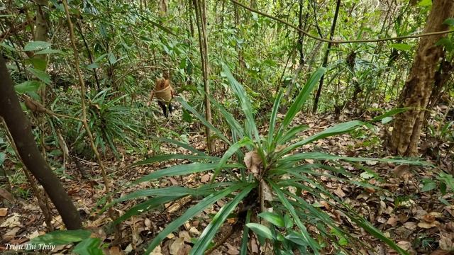 Harvest Super Giant Thorny Tubers Underground and Bring them to the market to sell | Trieu Thi Thuy смотреть онлайн