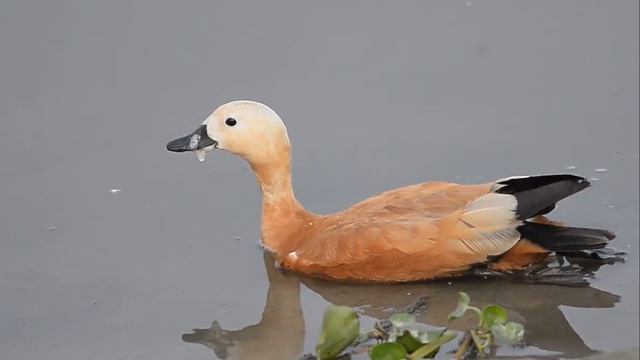 Огарь - Tadorna ferruginea смотреть онлайн