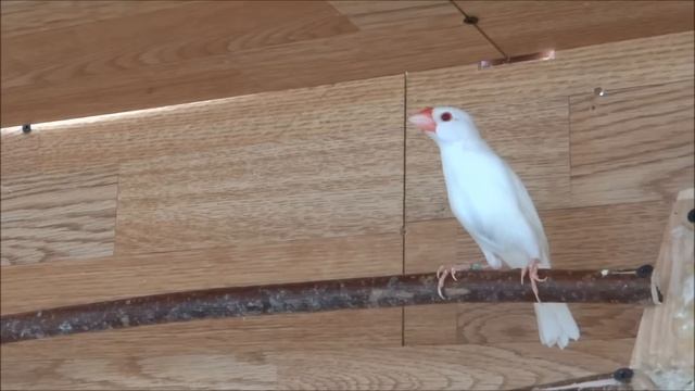 Java Sparrow Aviary смотреть онлайн