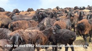 Гиссарские овцы и аборигенные САО-саги дахмарда Ходжи Исмоила и Кози Мирзорахимовых.