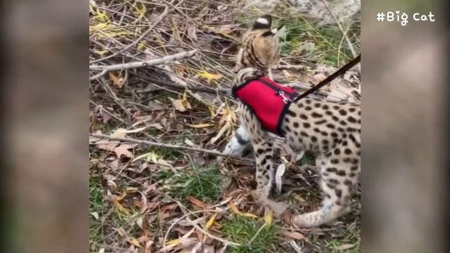Serval Shakira Went for a Walk with Family : Sogga смотреть онлайн