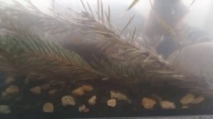 Как выглядит икра карася в аквариуме