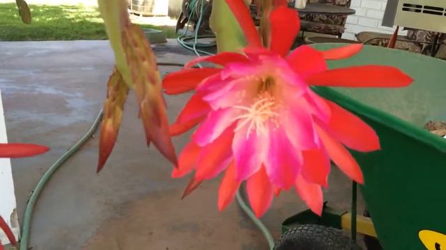 Epiphylum Flowering смотреть онлайн