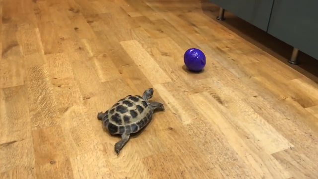 черепаха думает, что она собака смотреть онлайн