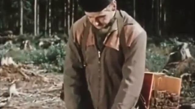 Будет лес для вас, потомки