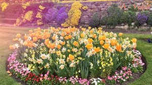 Тюльпаны в ландшафтном дизайне Идеи для вашего сада / Tulips in landscape design / A - Video
