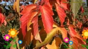 Клен ясенелистный Сенсация. Краткий обзор, описание характеристик acer negundo Sensation