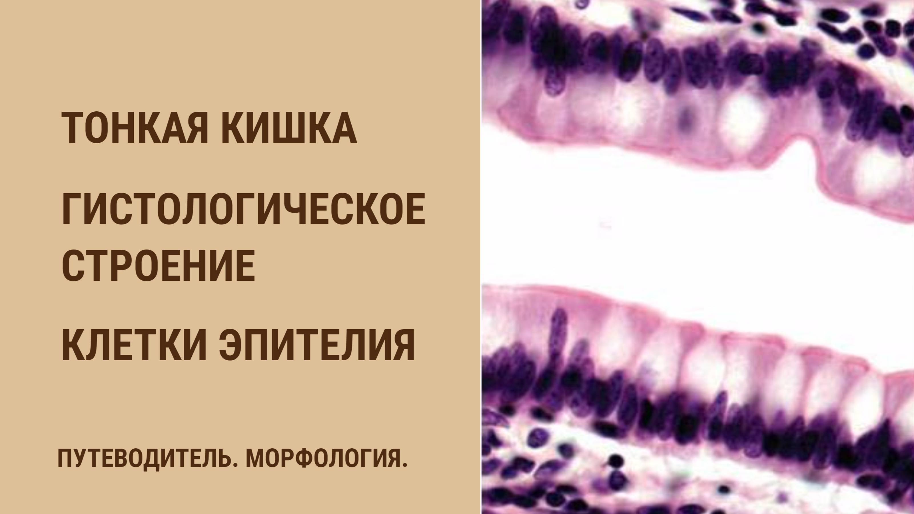 Тонкая кишка. Гистологическое строение. Клетки эпителия смотреть онлайн