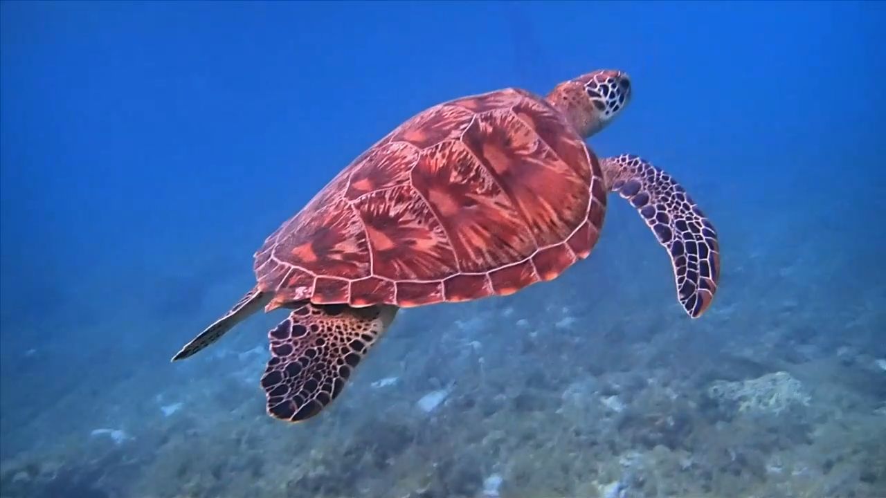 TURTLES смотреть онлайн