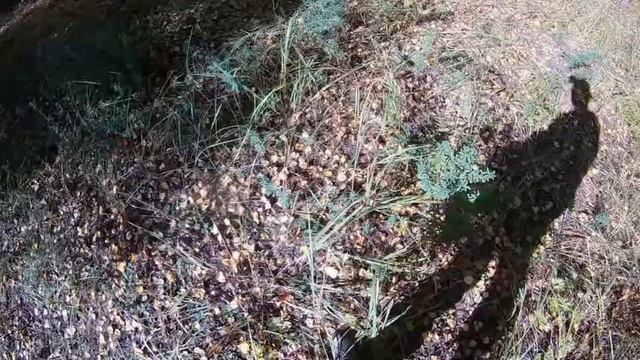 Собираем белые грибы. смотреть онлайн