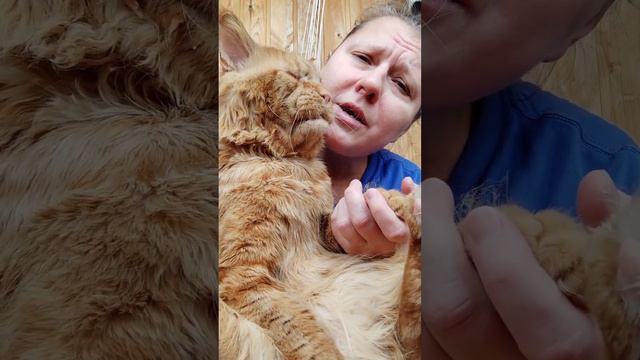 Мейн кун. Кот Джокер. Репетируем. Мурка. смотреть онлайн