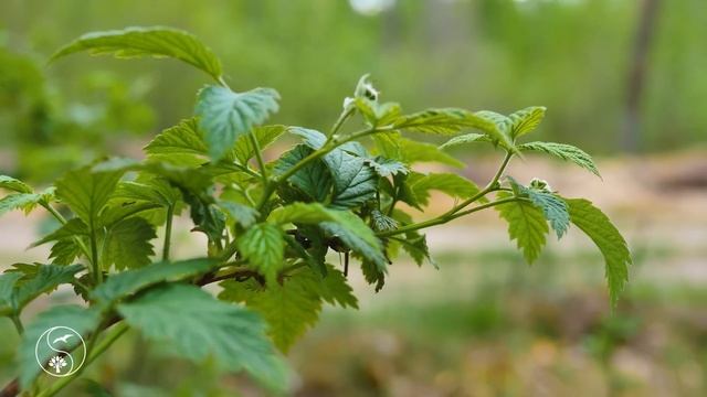 Sounds Of The Spring Forest. Forest Atmosphere, Birdsong