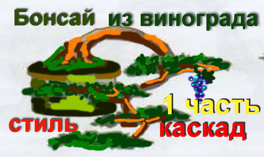 1.Бонсай с самого начала из винограда  Стиль каскад часть 1.