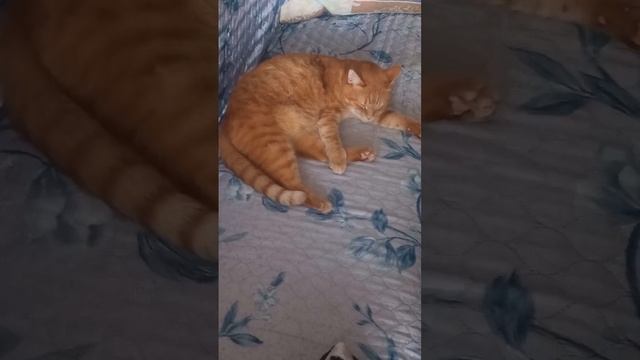 Кот Рыжик на диване дремит, животные