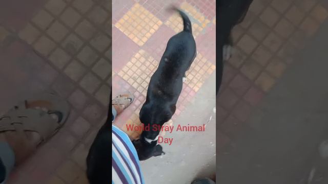 Celebrating 4th April: World Stray Animal Day смотреть онлайн