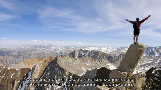 Сделайте свой участок солнечным, высадив желтые растения в саду