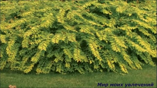 Кольквиция Посадка и уход