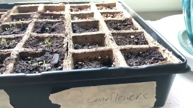 Walmart Spring Seed Haul+Grow your Own Perennials from Seeds-Germination Station Progress! смотреть онлайн